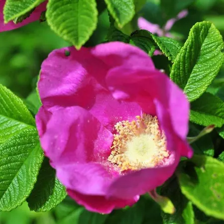 Spatzennest Von Appartements&mehr Apartment *